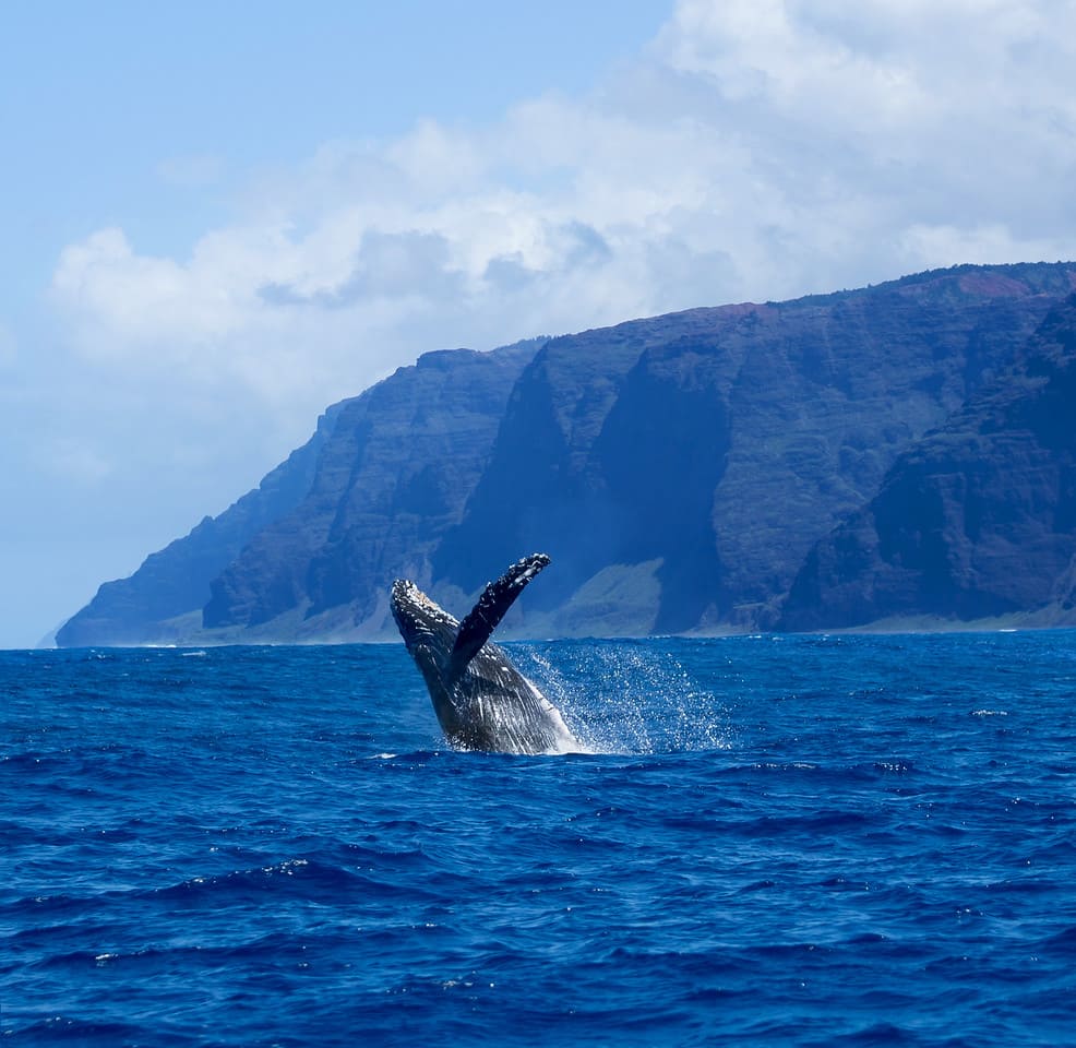 Whale Season on Kauai Jean & Abbott Properties