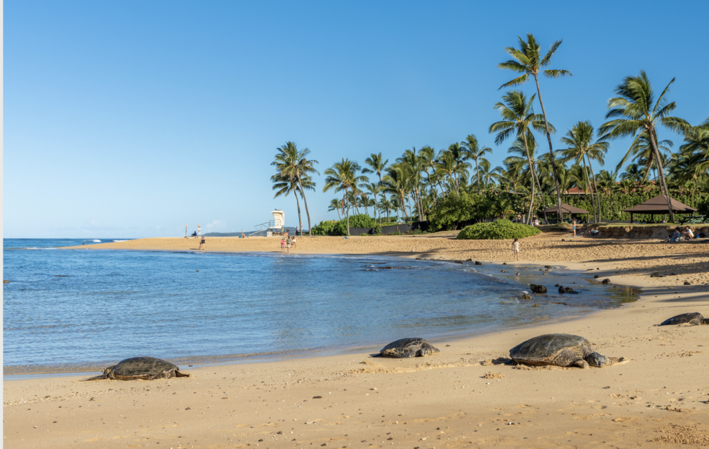 Poipu Beach turtles, Kauai
